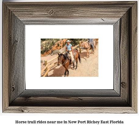 horse trail rides near me in New Port Richey East, Florida